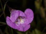 Slenderleaf false foxglove